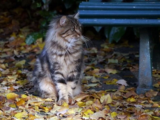 Photo de Chat domestique