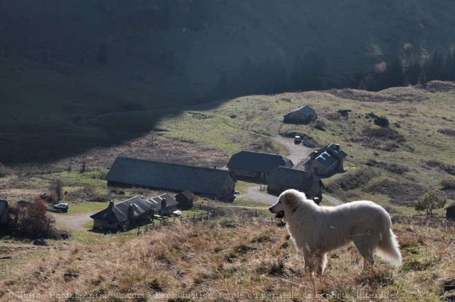 Photo de Chien de montagne des pyrnes