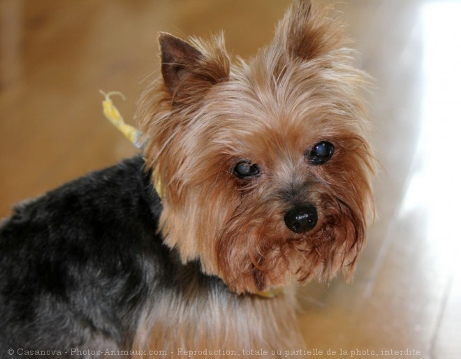 Photo de Yorkshire terrier