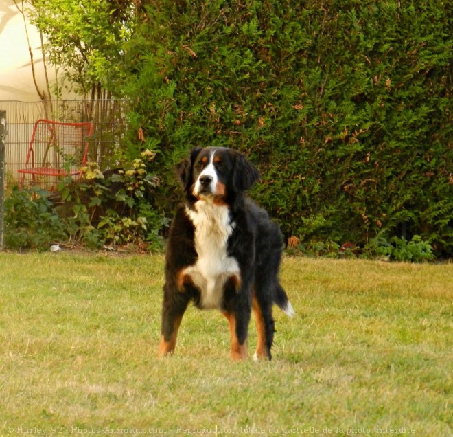 Photo de Bouvier bernois