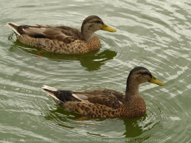 Photo de Canard colvert