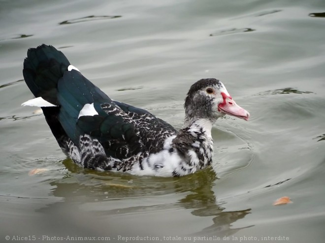 Photo de Canard de barbarie