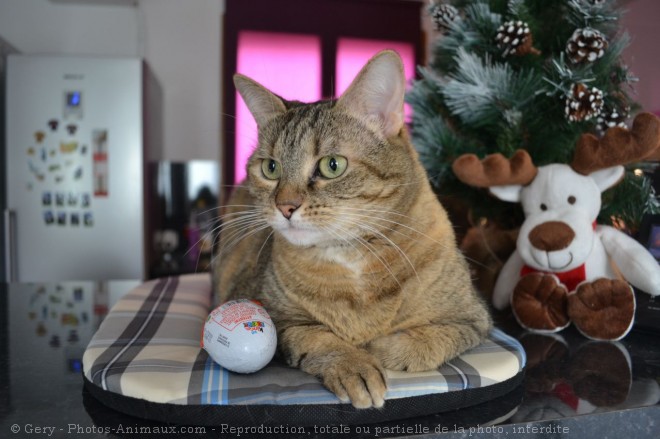 Photo de Chat domestique