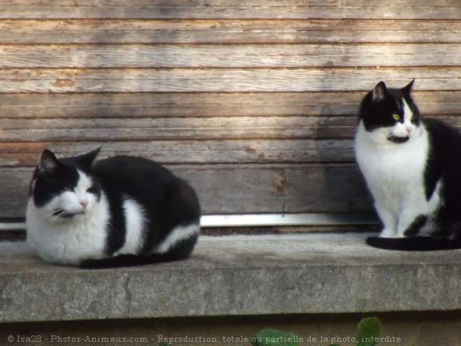 Photo de Chat domestique