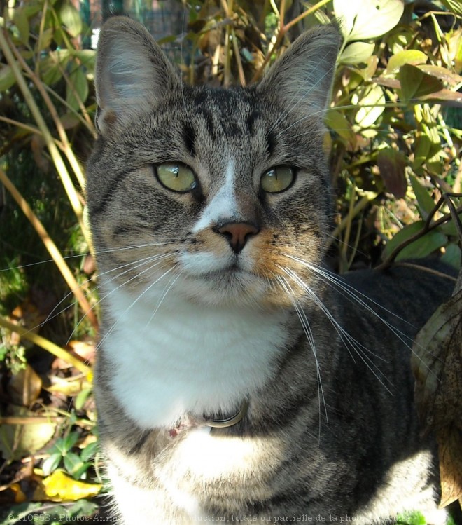 Photo de Chat domestique