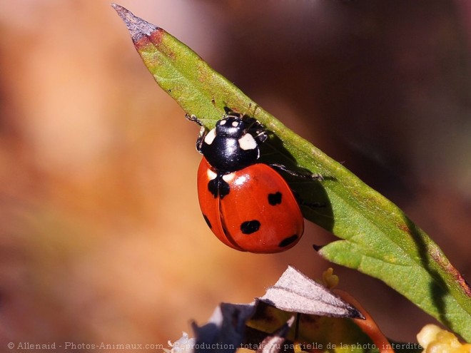 Photo de Coccinelle