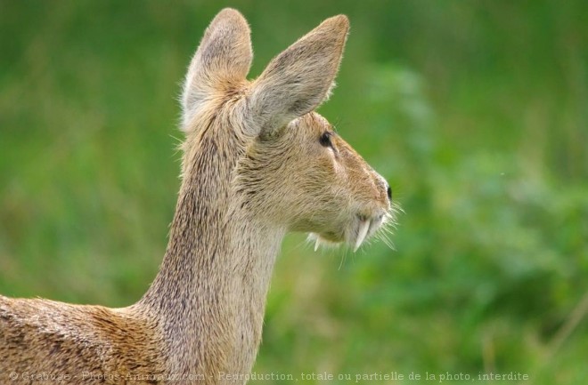 Photo de Cerf d'eau