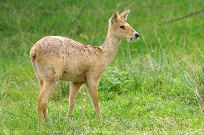 Photo de Cerf d'eau