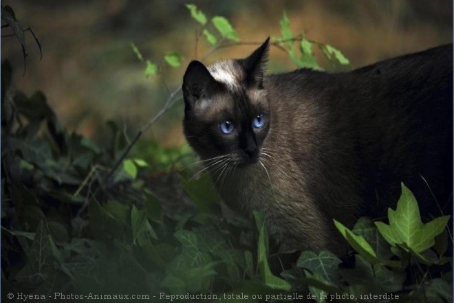 Photo de Chat domestique