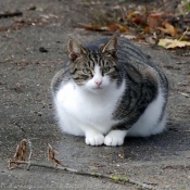 Photo de Chat domestique