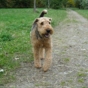 Photo d'Airedale terrier