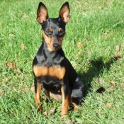 Photo de Pinscher nain