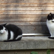 Photo de Chat domestique