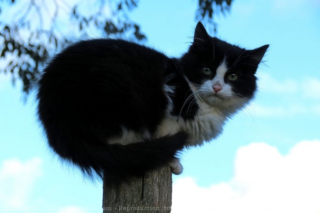 Photo de Chat domestique