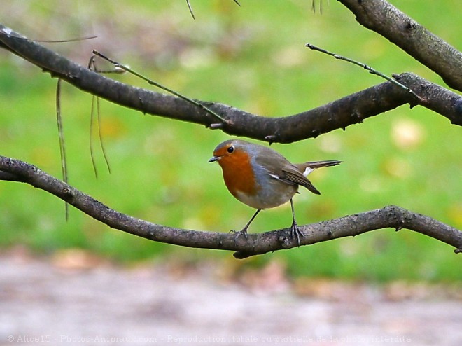 Photo de Rouge gorge