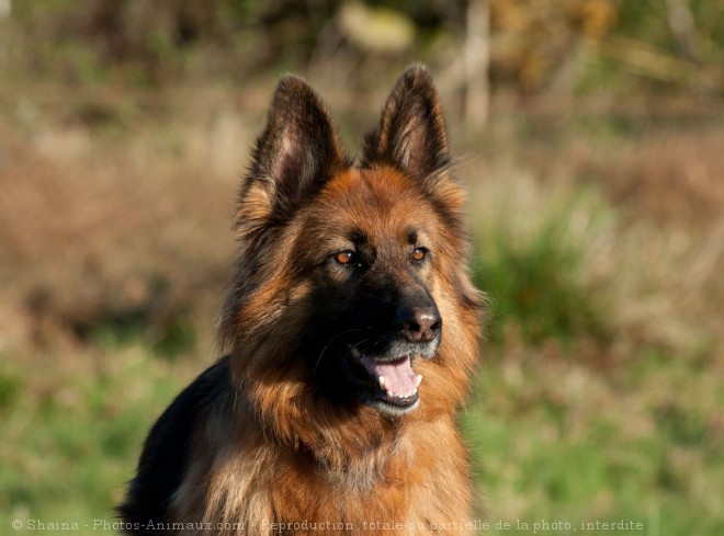 Photo de Berger allemand  poil court