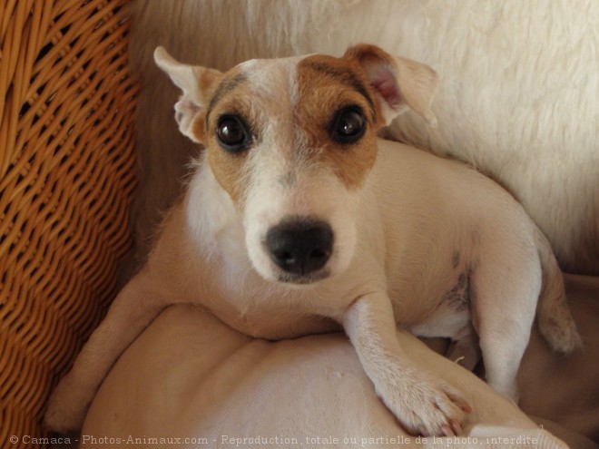 Photo de Jack russell terrier