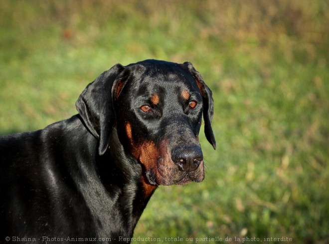 Photo de Dobermann