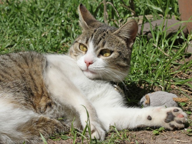 Photo de Chat domestique