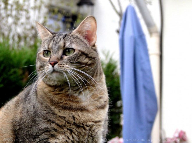 Photo de Chat domestique