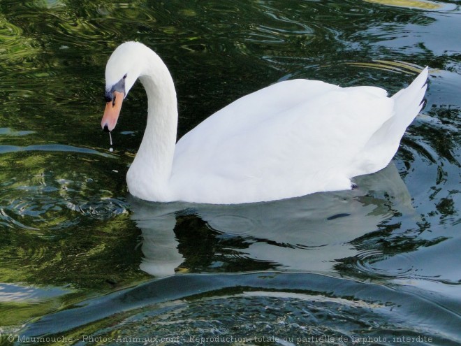 Photo de Cygne