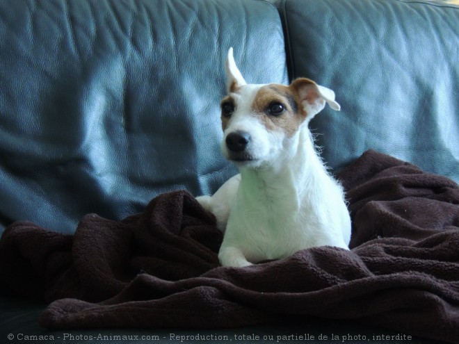 Photo de Jack russell terrier