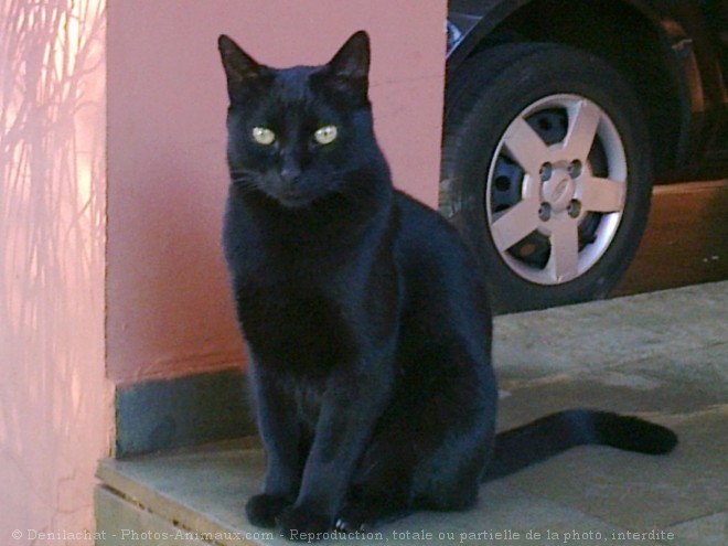 Photo de Chat domestique