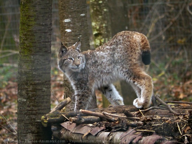 Photo de Lynx