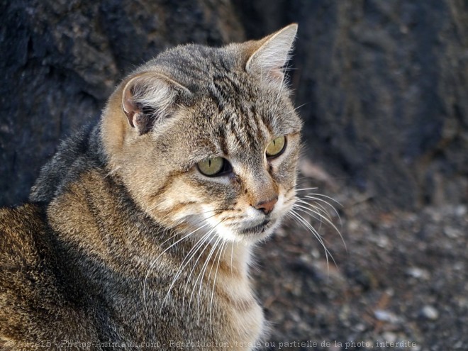 Photo de Chat domestique