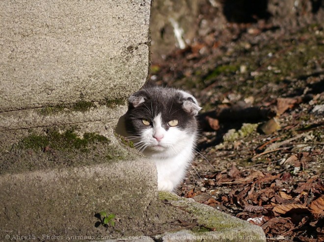 Photo de Chat domestique