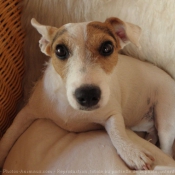 Photo de Jack russell terrier