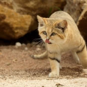 Photo de Chat des sables