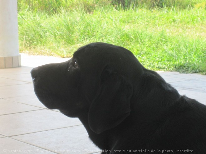 Photo de Labrador retriever