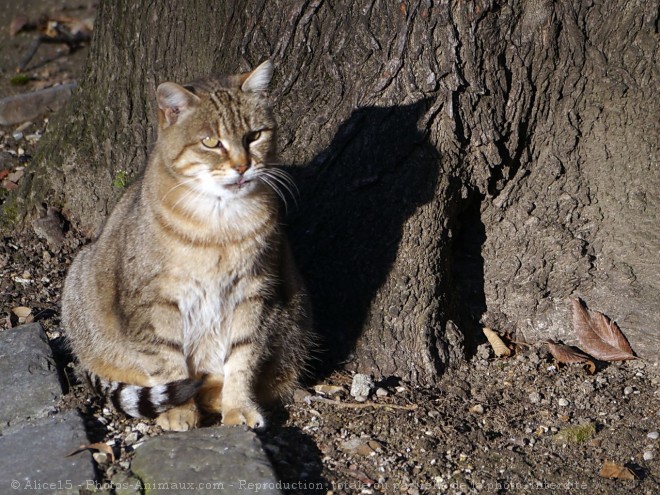 Photo de Chat domestique