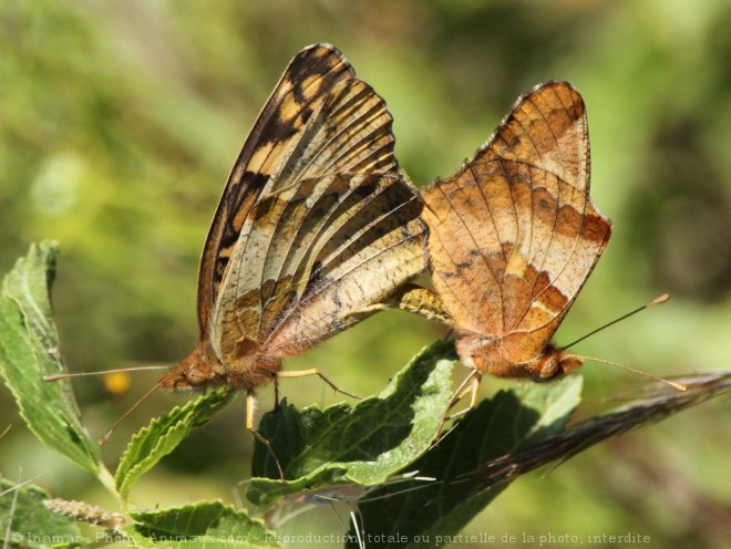 Photo de Papillon