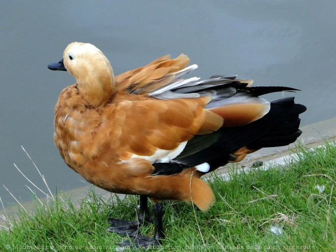 Photo de Canard tadorne casarca