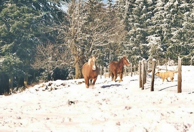 Photo de Races diffrentes