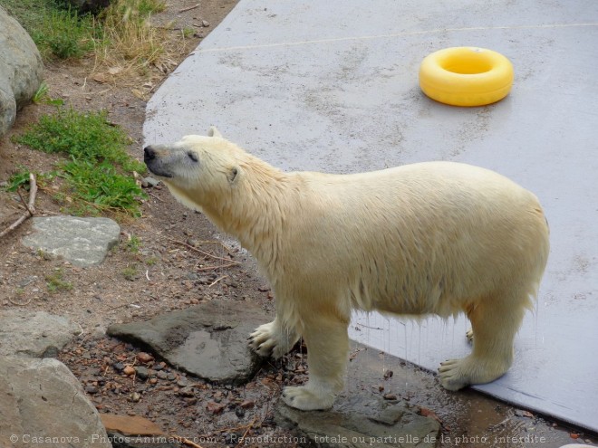 Photo d'Ours