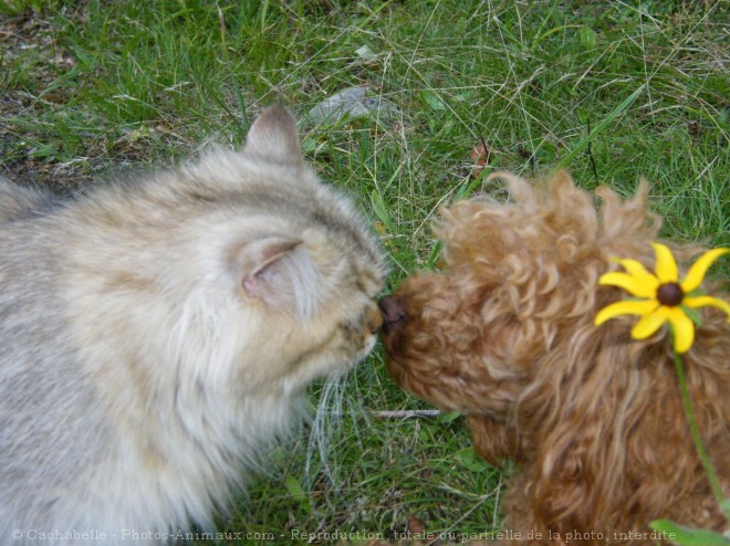 Photo de Races diffrentes