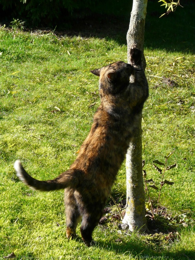 Photo de Chat domestique