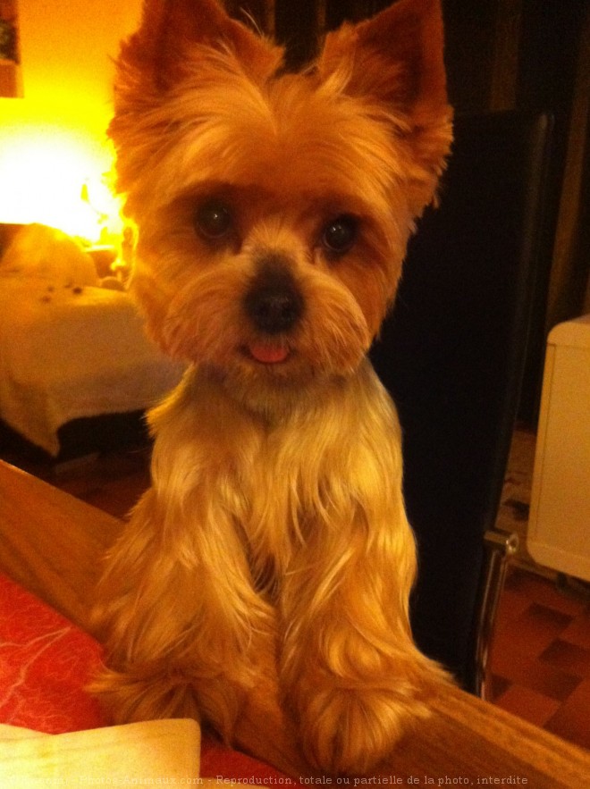 Photo de Yorkshire terrier