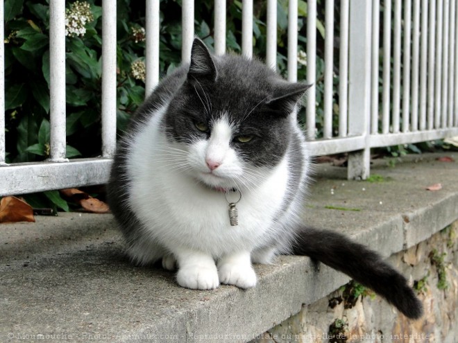 Photo de Chat domestique