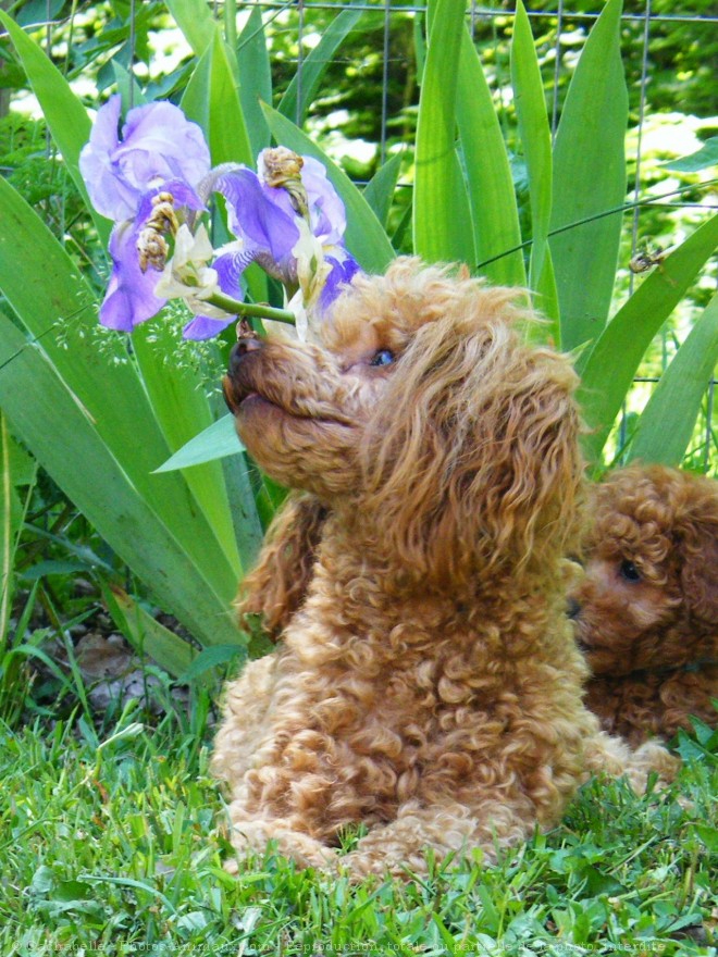 Photo de Caniche moyen