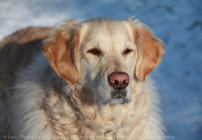 Photo de Golden retriever