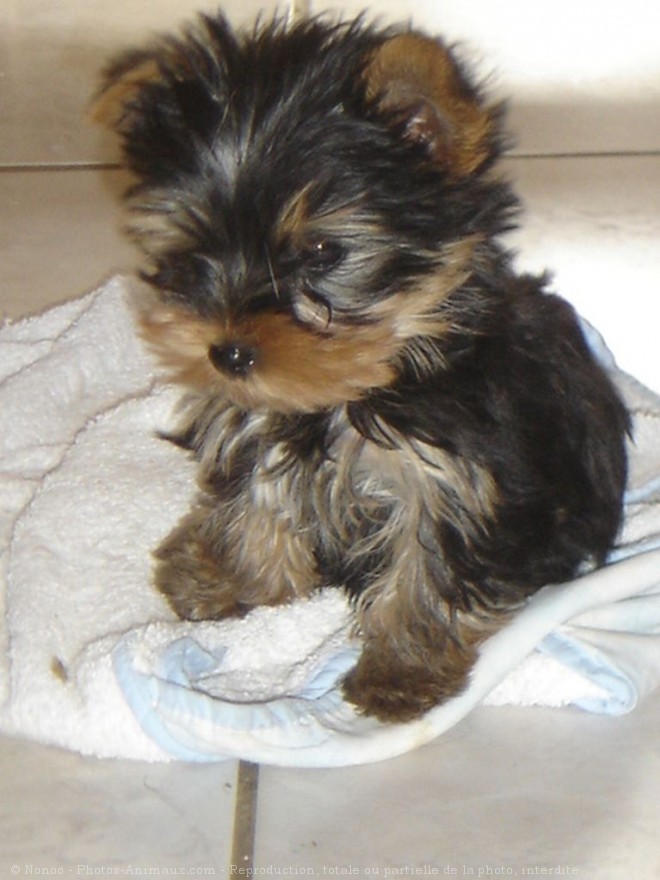 Photo de Yorkshire terrier