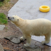 Photo d'Ours