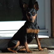 Photo de Pinscher nain