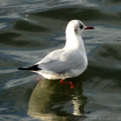 Photo de Mouette