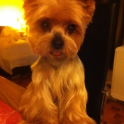 Photo de Yorkshire terrier