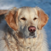 Photo de Golden retriever